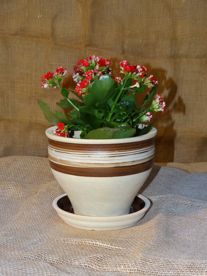 Květináče bucláky - Obrázek 3