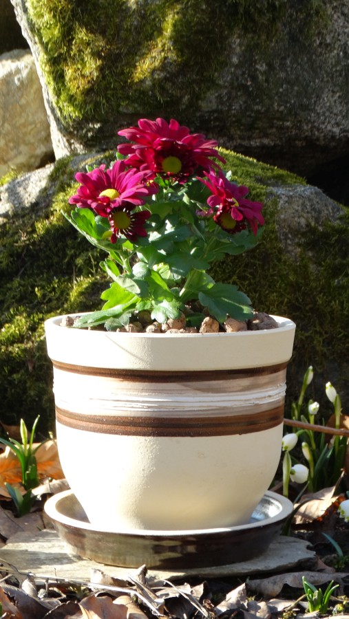 Květináče bucláky - Obrázek 2